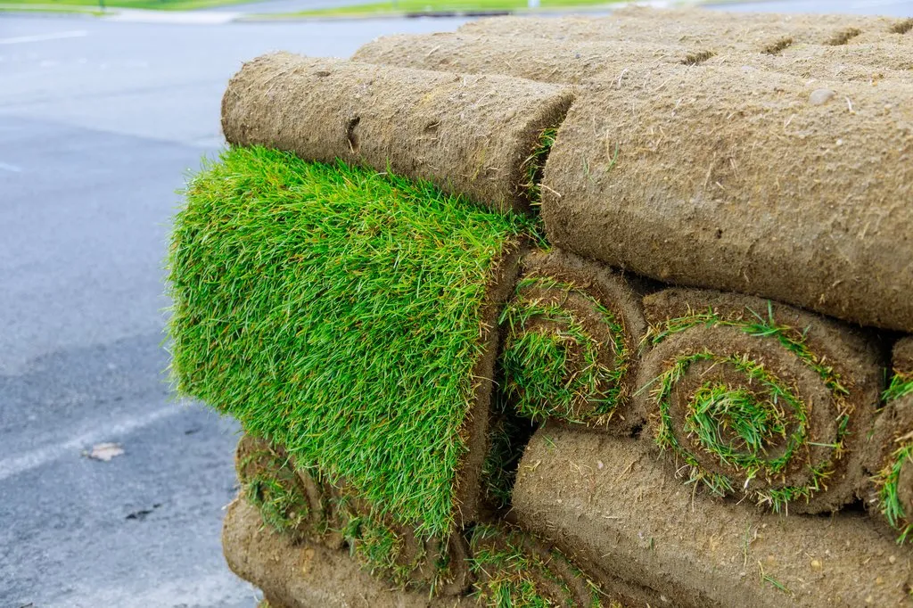 Hazır Rulo Çim Satışı ve Teslimatı - İzmir Peyzaj